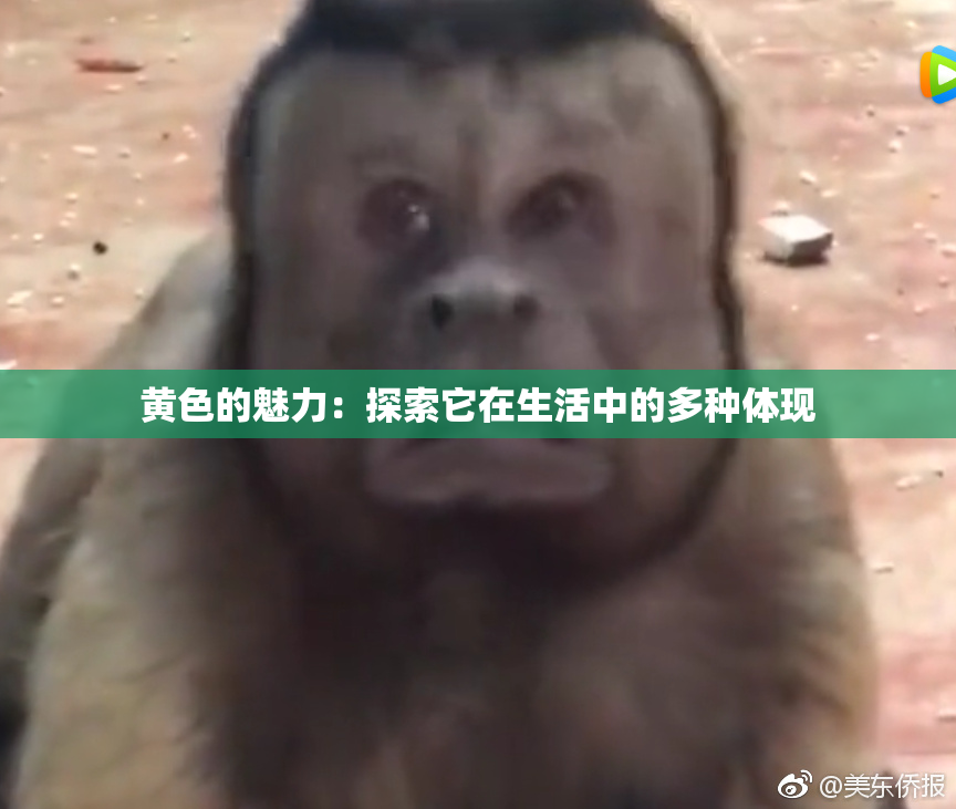 黄色的魅力：探索它在生活中的多种体现