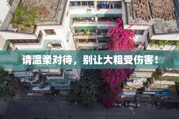 请温柔对待，别让大粗受伤害！