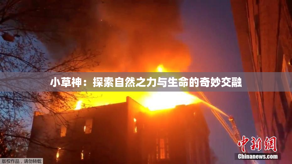 小草神：探索自然之力与生命的奇妙交融