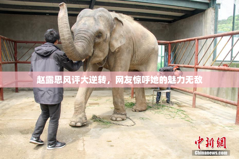 赵露思风评大逆转，网友惊呼她的魅力无敌