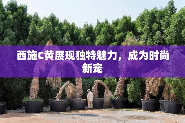 西施C黄展现独特魅力，成为时尚新宠
