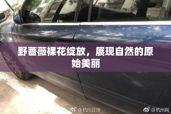 野蔷薇裸花绽放，展现自然的原始美丽