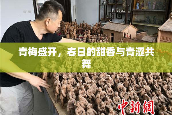青梅盛开，春日的甜香与青涩共舞