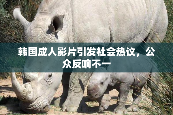 韩国成人影片引发社会热议，公众反响不一