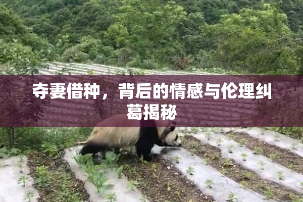 夺妻借种，背后的情感与伦理纠葛揭秘