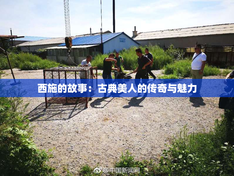 西施的故事：古典美人的传奇与魅力