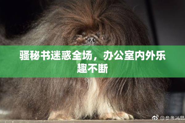骚秘书迷惑全场，办公室内外乐趣不断