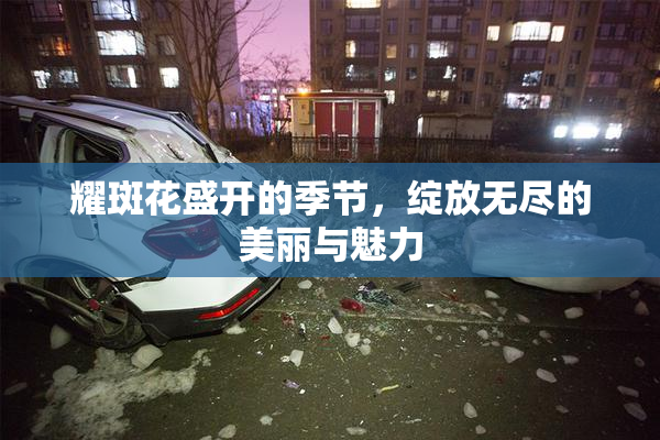 耀斑花盛开的季节，绽放无尽的美丽与魅力