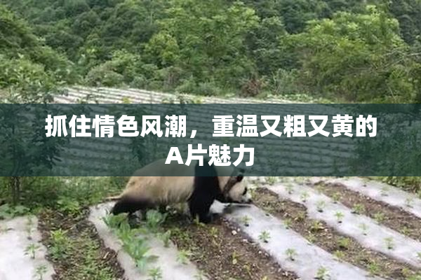 抓住情色风潮，重温又粗又黄的A片魅力