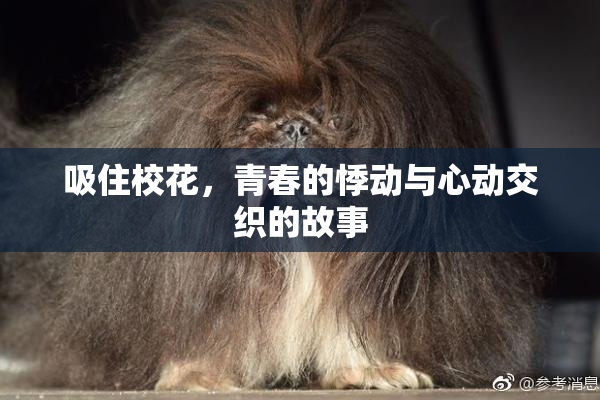 吸住校花，青春的悸动与心动交织的故事