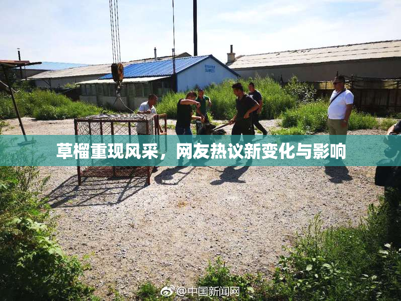 草榴重现风采，网友热议新变化与影响