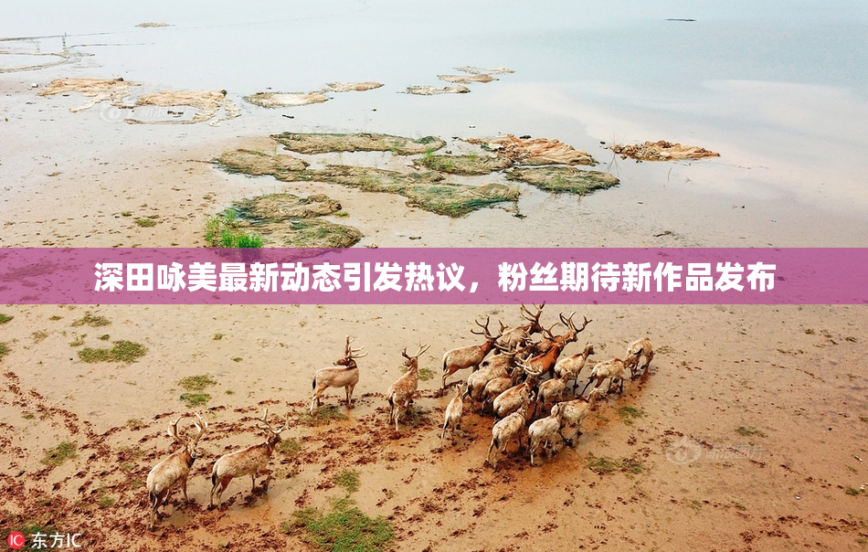 深田咏美最新动态引发热议，粉丝期待新作品发布
