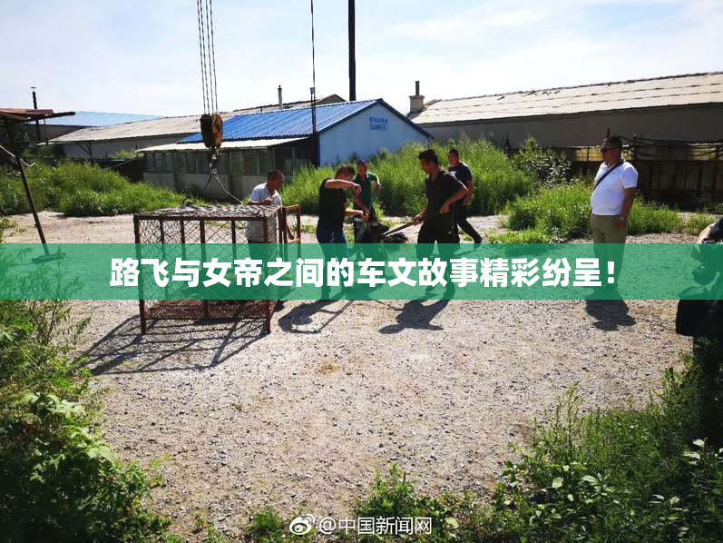 路飞与女帝之间的车文故事精彩纷呈！