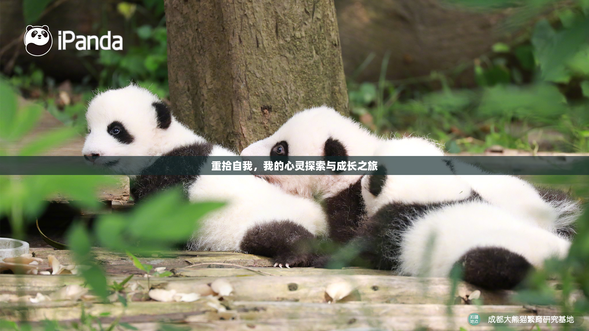 重拾自我，我的心灵探索与成长之旅