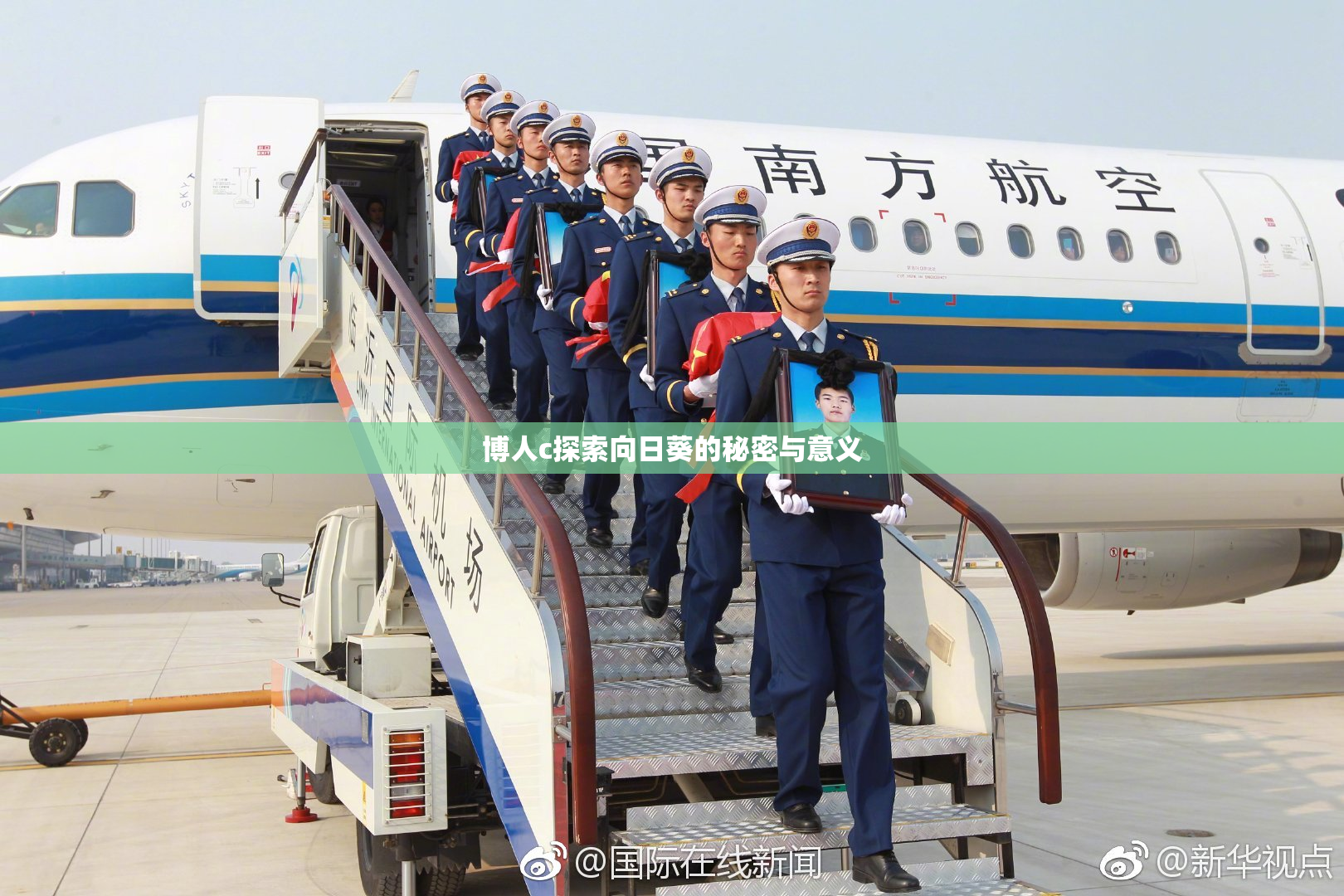 博人c探索向日葵的秘密与意义
