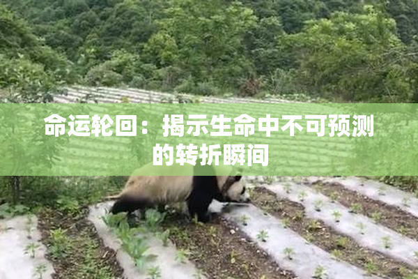 命运轮回：揭示生命中不可预测的转折瞬间