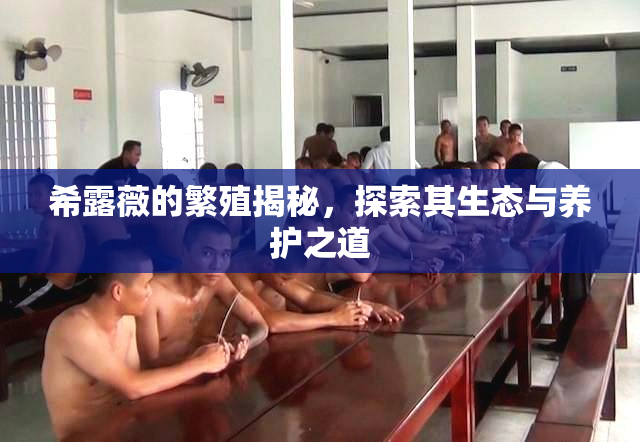 希露薇的繁殖揭秘，探索其生态与养护之道