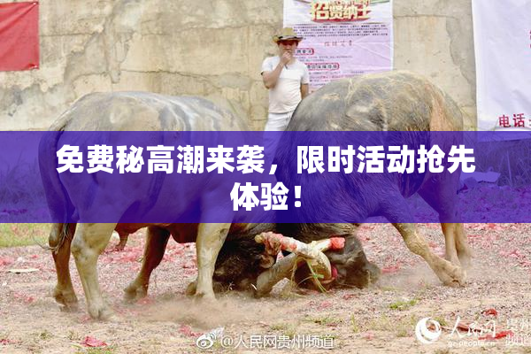 免费秘高潮来袭，限时活动抢先体验！