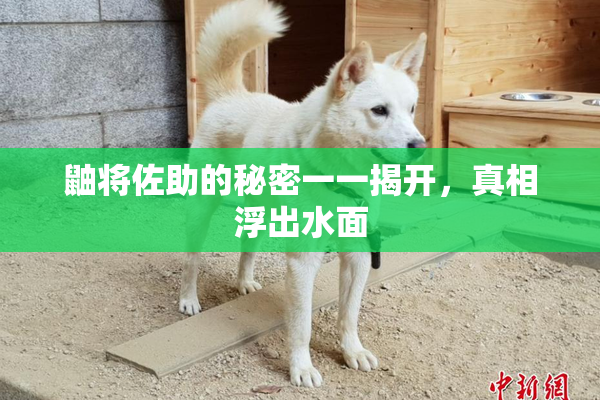 鼬将佐助的秘密一一揭开，真相浮出水面