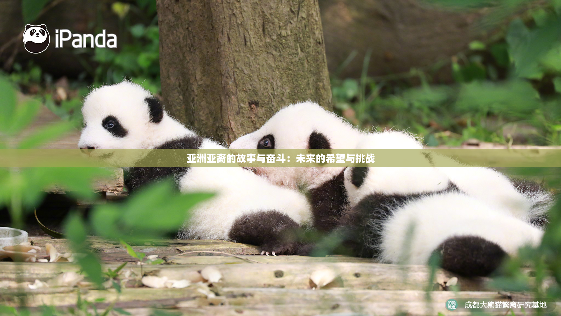 亚洲亚裔的故事与奋斗：未来的希望与挑战