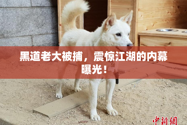 黑道老大被捕，震惊江湖的内幕曝光！