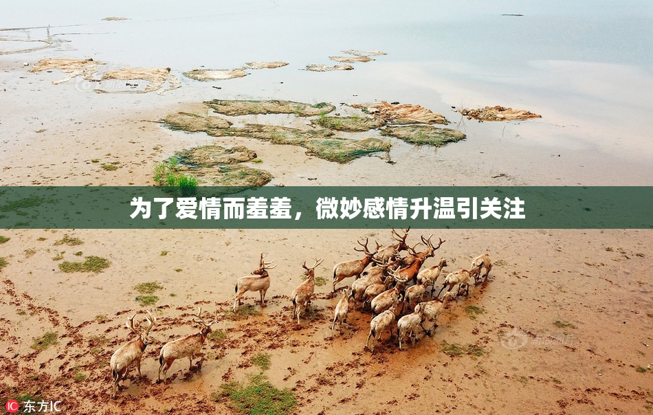 为了爱情而羞羞，微妙感情升温引关注