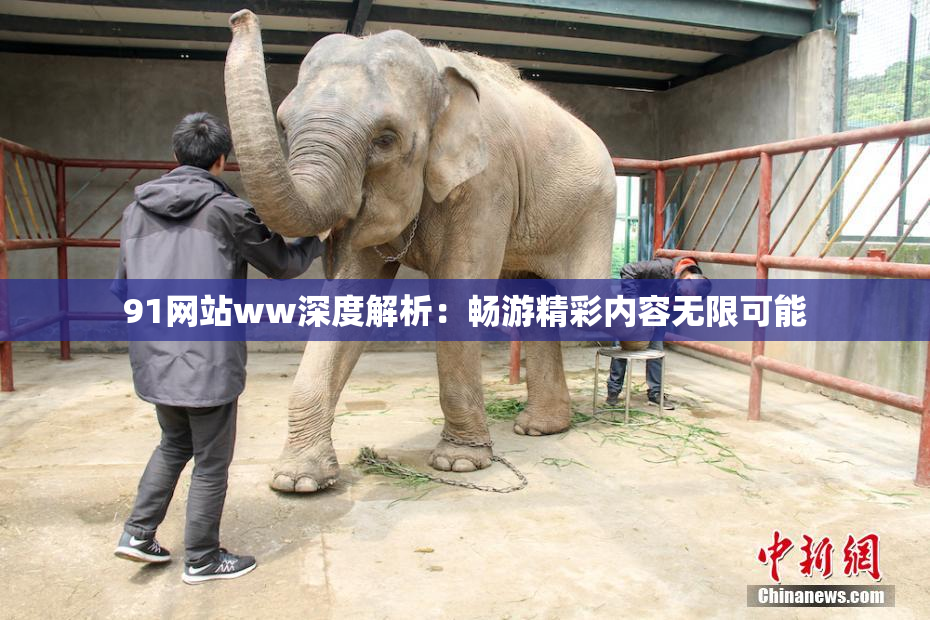 91网站ww深度解析：畅游精彩内容无限可能