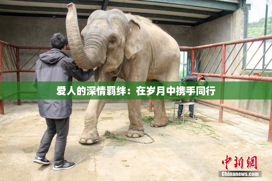 爱人的深情羁绊：在岁月中携手同行