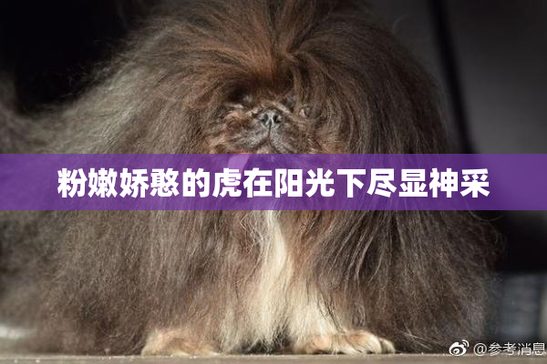 粉嫩娇憨的虎在阳光下尽显神采