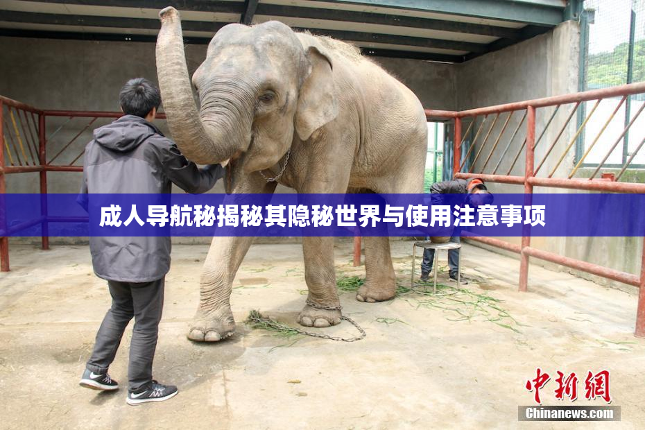 成人导航秘揭秘其隐秘世界与使用注意事项