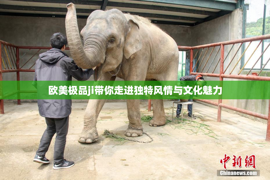 欧美极品ji带你走进独特风情与文化魅力