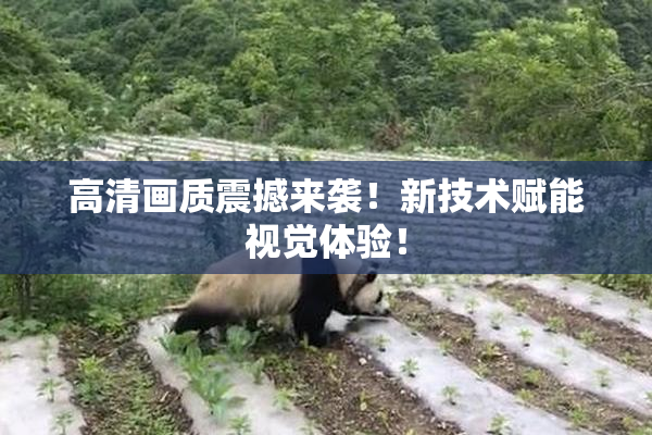 高清画质震撼来袭！新技术赋能视觉体验！
