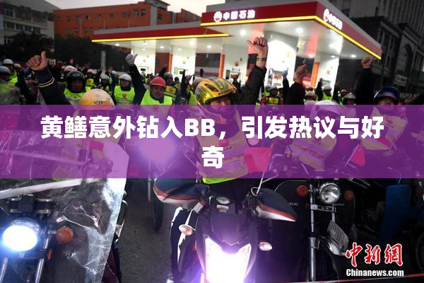 黄鳝意外钻入BB，引发热议与好奇