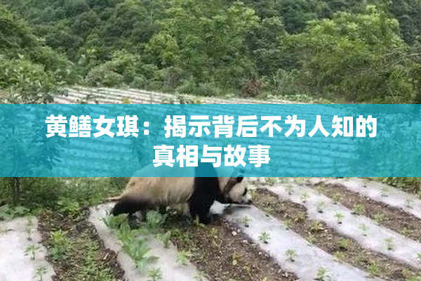 黄鳝女琪：揭示背后不为人知的真相与故事