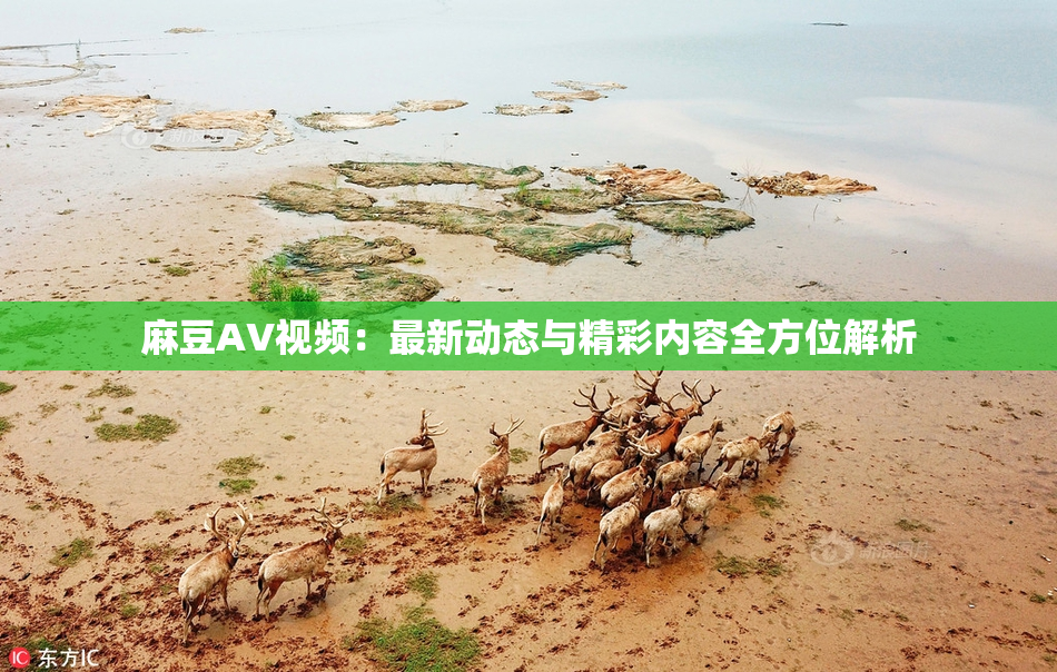 麻豆AV视频：最新动态与精彩内容全方位解析