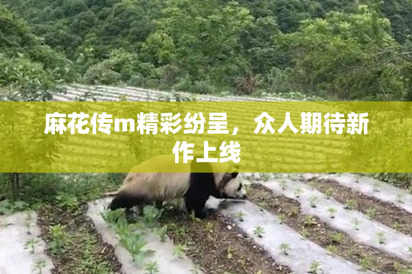 麻花传m精彩纷呈，众人期待新作上线