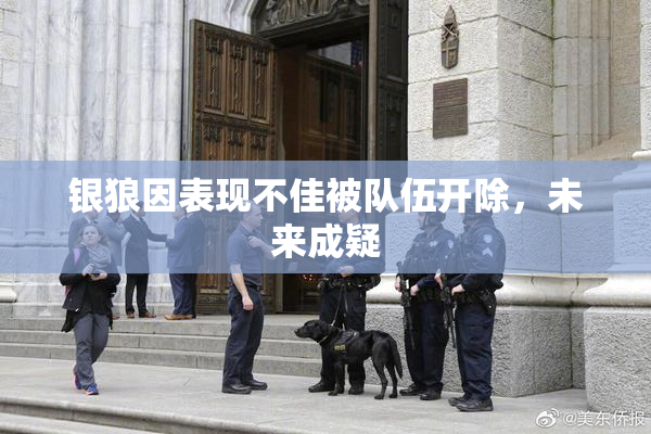 银狼因表现不佳被队伍开除，未来成疑