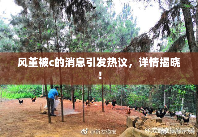 风堇被c的消息引发热议，详情揭晓！