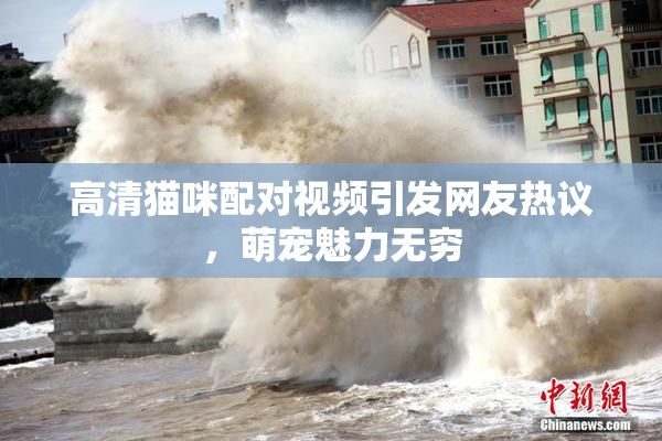高清猫咪配对视频引发网友热议，萌宠魅力无穷