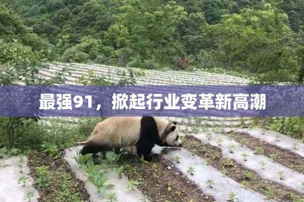 最强91，掀起行业变革新高潮