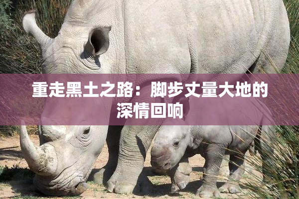 重走黑土之路：脚步丈量大地的深情回响