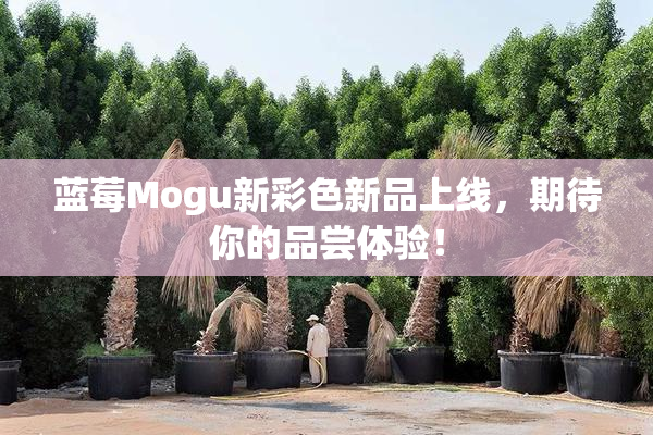蓝莓Mogu新彩色新品上线，期待你的品尝体验！