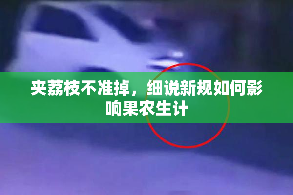 夹荔枝不准掉，细说新规如何影响果农生计
