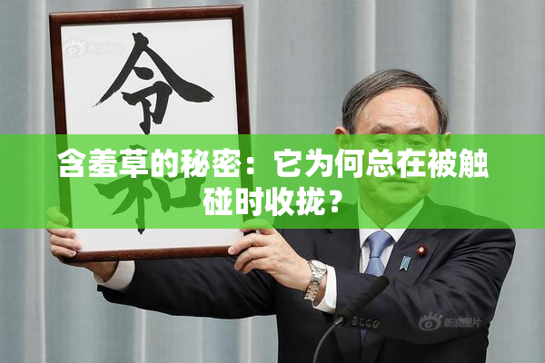 含羞草的秘密：它为何总在被触碰时收拢？