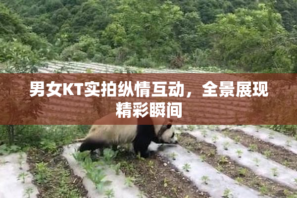 男女KT实拍纵情互动，全景展现精彩瞬间