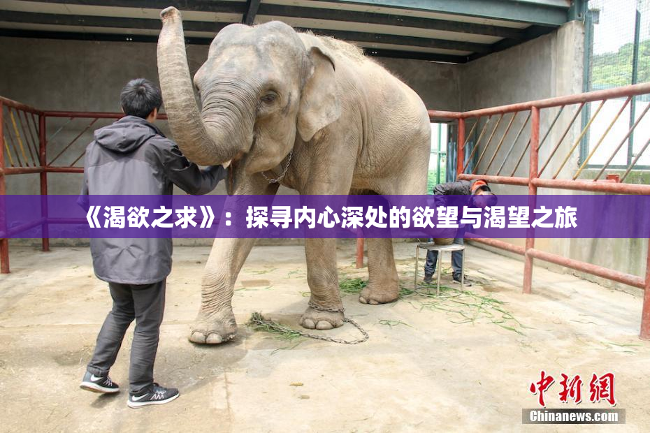 《渴欲之求》：探寻内心深处的欲望与渴望之旅