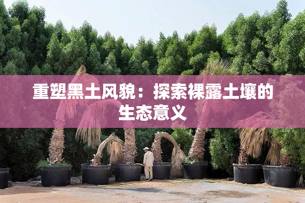 重塑黑土风貌：探索裸露土壤的生态意义