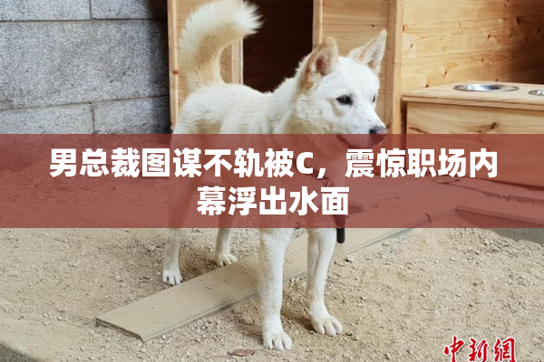 男总裁图谋不轨被C，震惊职场内幕浮出水面