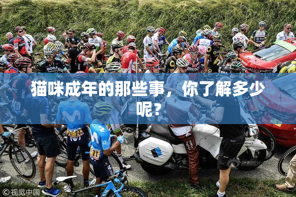 猫咪成年的那些事，你了解多少呢？