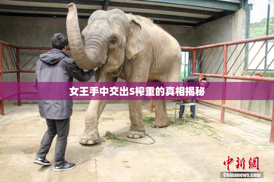 女王手中交出S榨重的真相揭秘